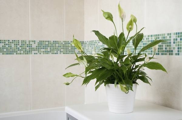 best indoor plants decor ideas for your luxury bathroom plant