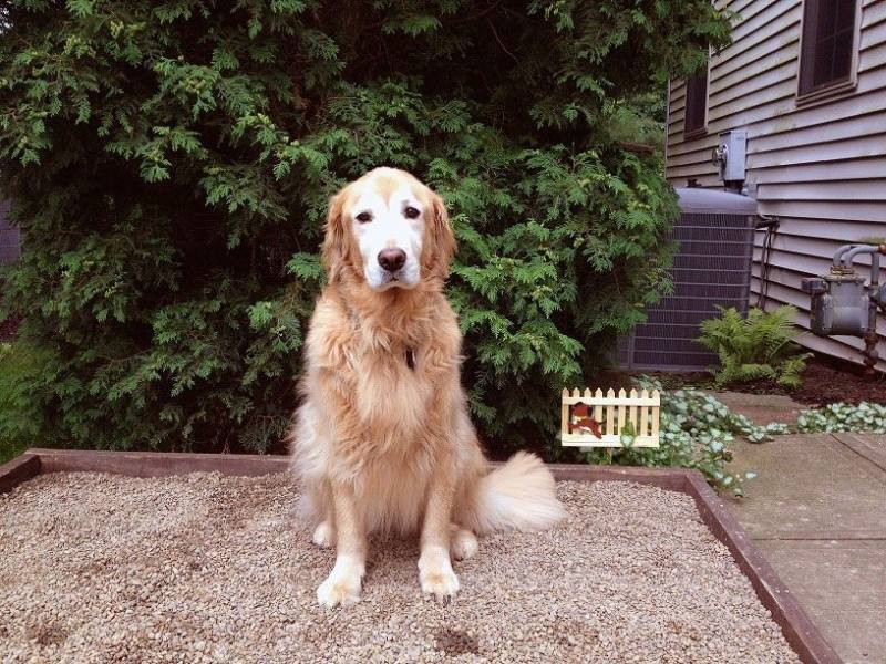 Originally bred as gun dogs to retrieve waterfowl for hunters, their webbed paws make them excellent swimmers
