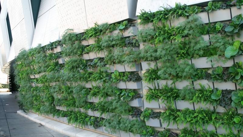 The new Golden 1 Center is home to the Sacramento Kings and seven outdoor living walls