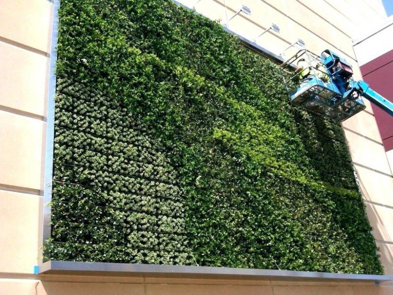 When used on the exterior of buildings, vertical gardens are most frequently found in cities,