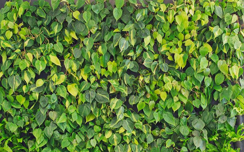 plants for a living wall decoration outdoor living walls plants replica wall fake with regard to